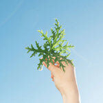 Rose Geranium Hydrosol